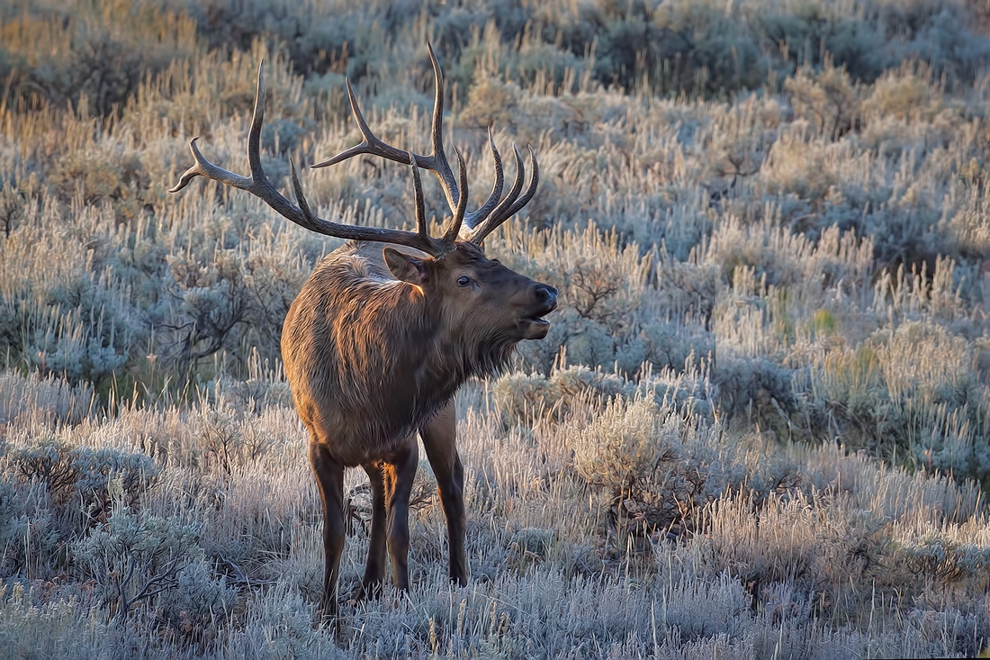 Elk (Male At Sunrise), North Jenny Lake Road, Grand Teton National Park, Wyoming