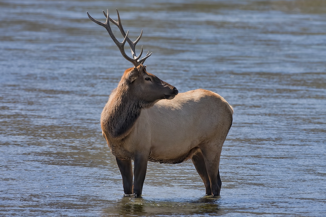 Elk (Male), Hayden Valley, Yellowstone National Park, Wyoming