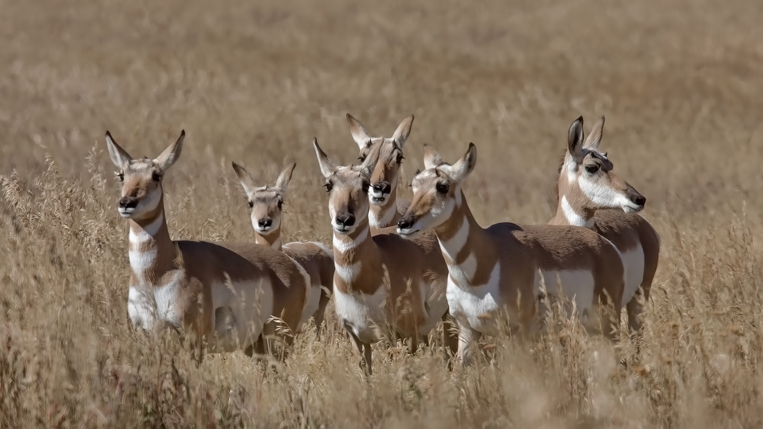 Pronghorn (Female), Lamar Valley, Yellowstone National Park, Wyoming