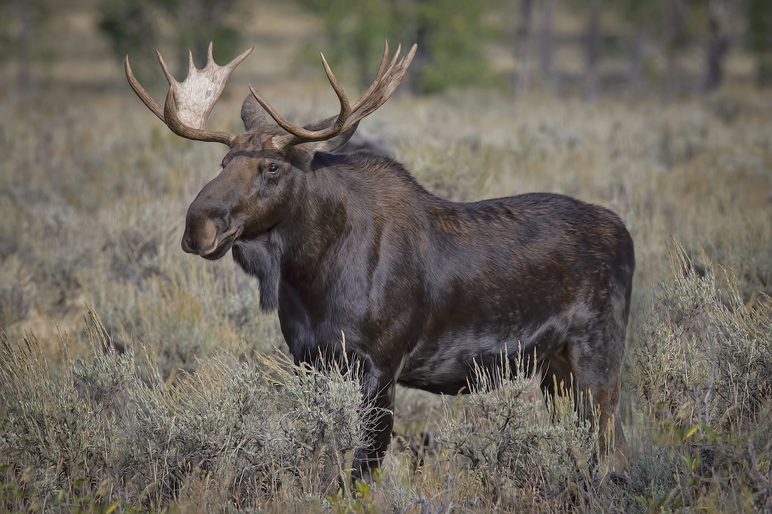 Moose (Male), Gros Ventre Campground, Grand Teton National Park, Wyoming