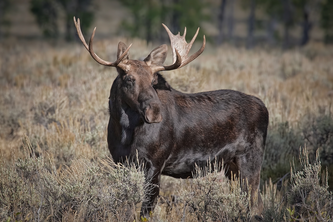 Moose (Male), Gros Ventre Campground, Grand Teton National Park, Wyoming