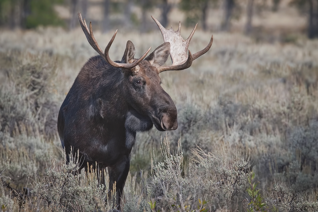 Moose (Male), Gros Ventre Campground, Grand Teton National Park, Wyoming