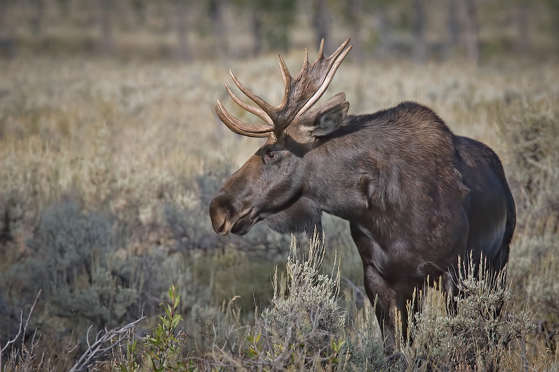 Moose (Male), Gros Ventre Campground, Grand Teton National Park, Wyoming