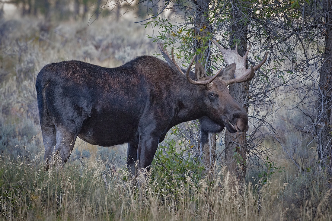 Moose (Male), Gros Ventre Campground, Grand Teton National Park, Wyoming