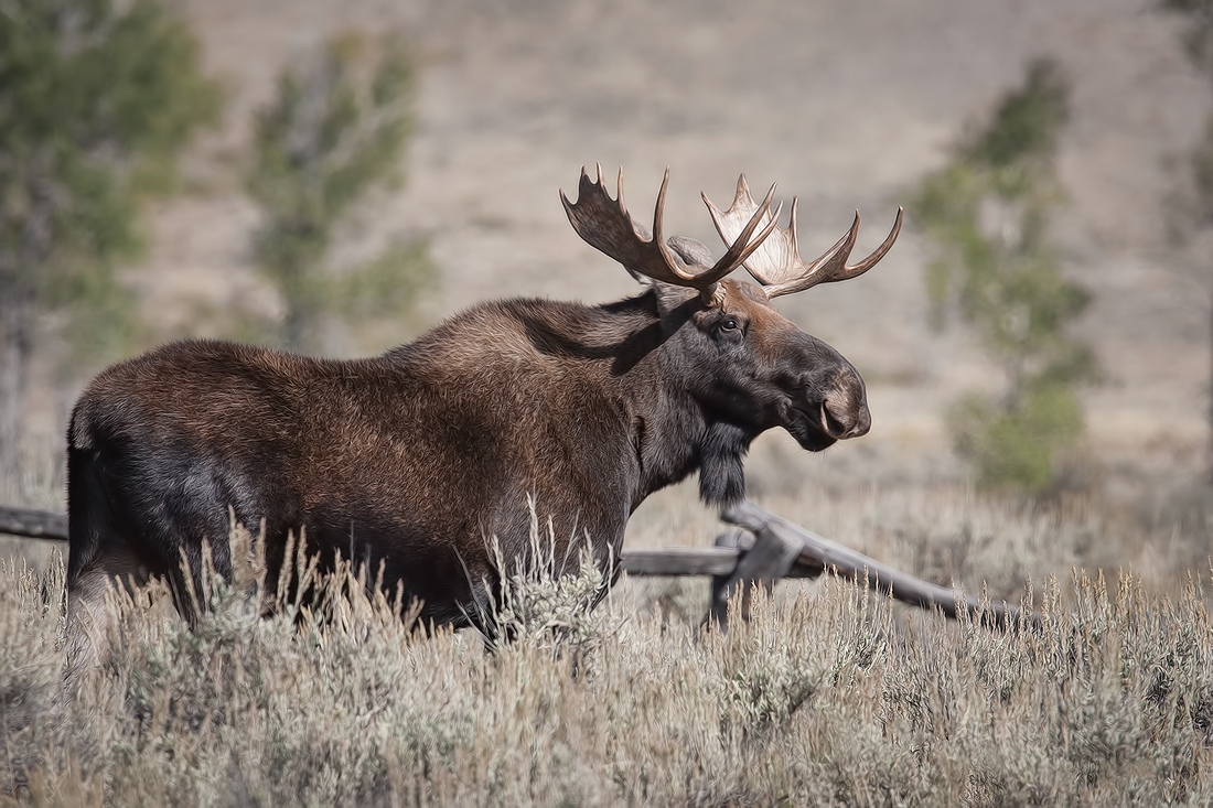 Moose (Male), Gros Ventre Campground, Grand Teton National Park, Wyoming