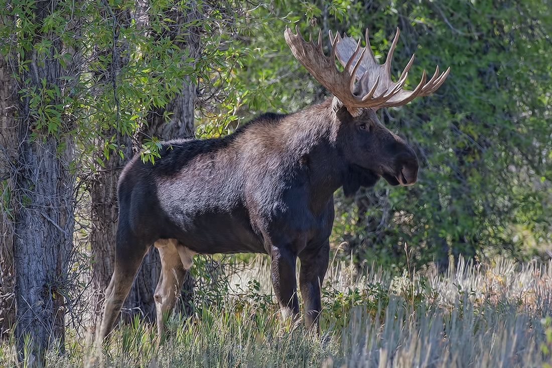 Moose (Male), Gros Ventre Campground, Grand Teton National Park, Wyoming