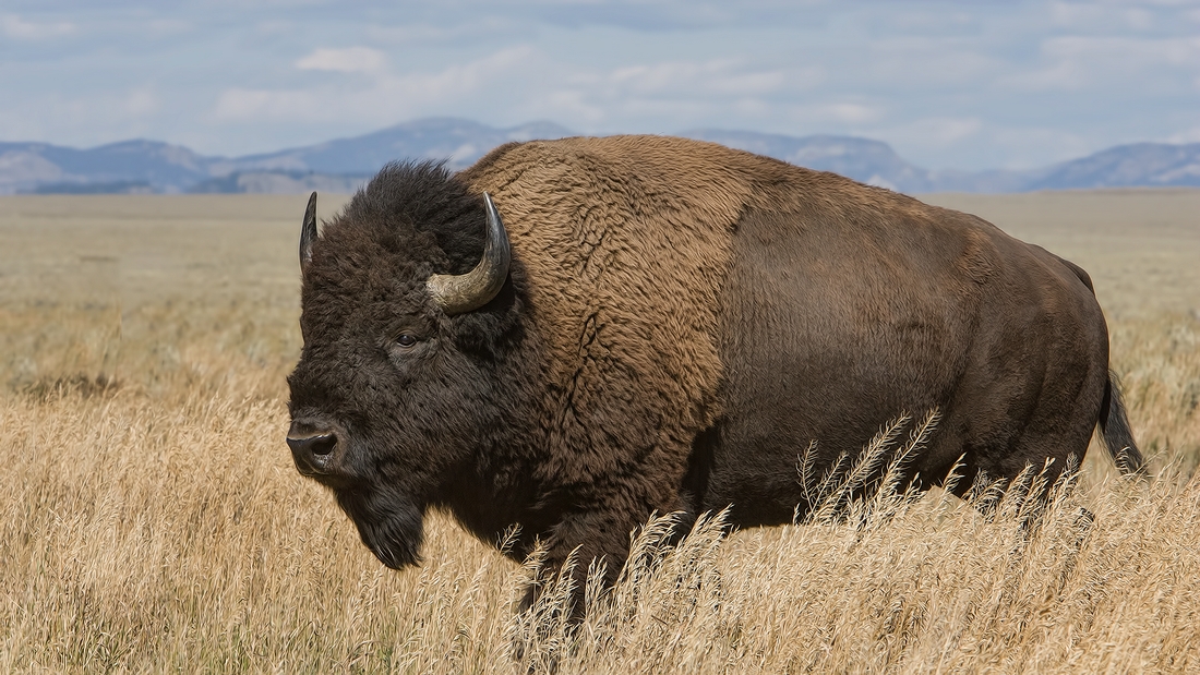 Plains Bison (Male), Mormon Row, Grand Teton National Park, Wyoming