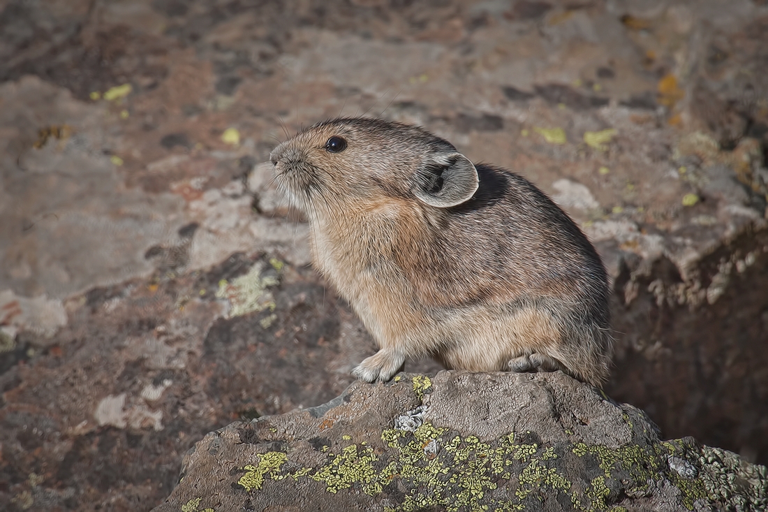 Pika, Sheepeater Cliffs, Yellowstone National Park, Wyoming