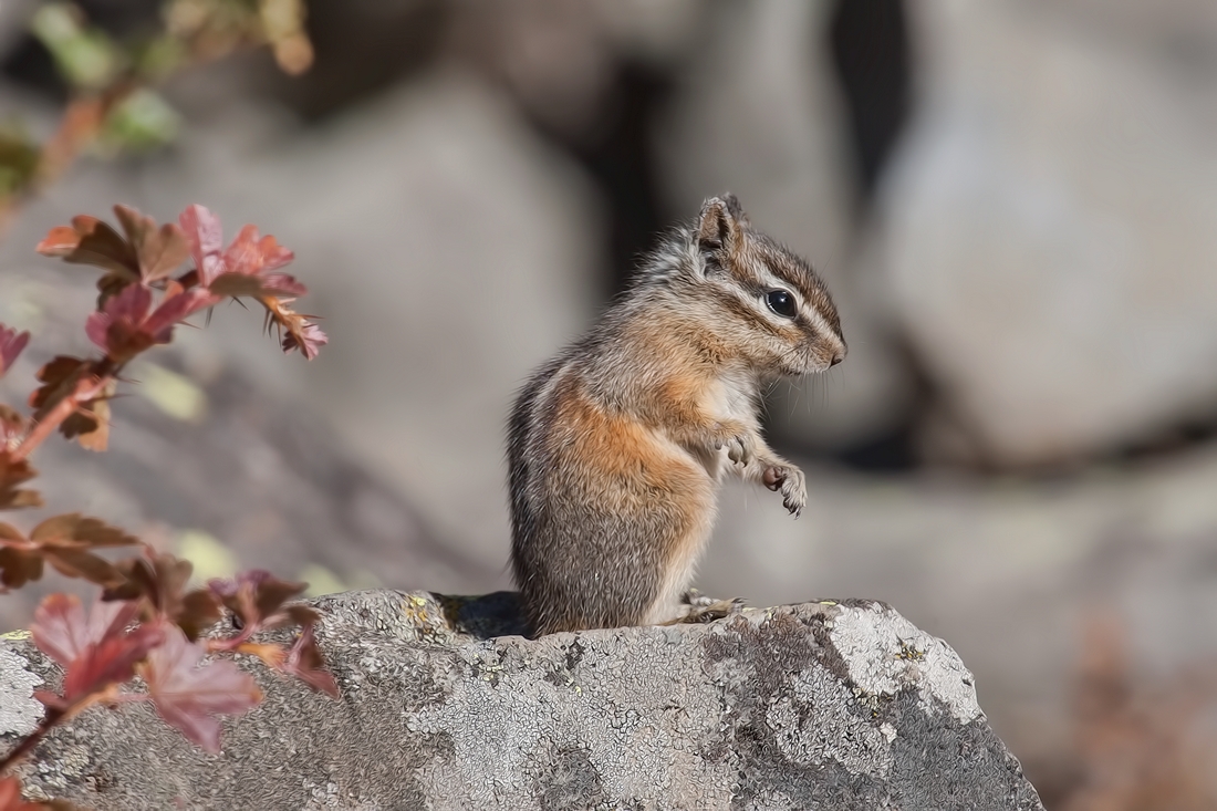 Least Chipmunk, Sheepeater Cliffs, Yellowstone National Park, Wyoming