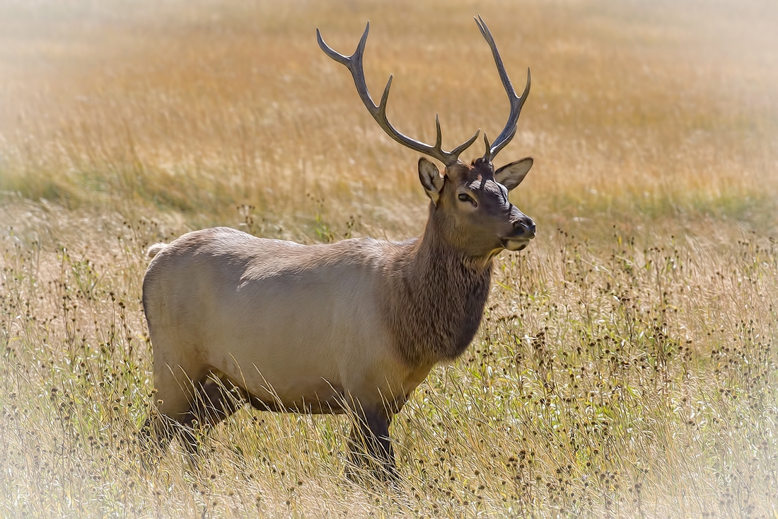 Elk (Male), Hayden Valley, Yellowstone National Park, Wyoming