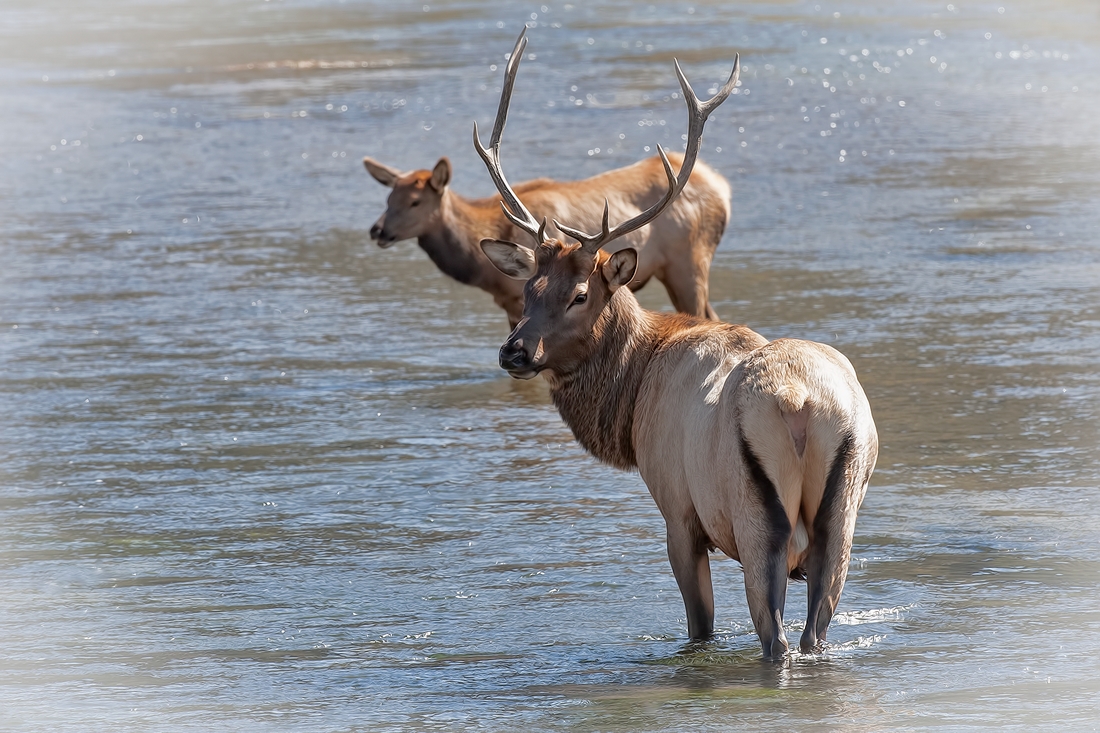 Elk (River Crossing), Hayden Valley, Yellowstone National Park, Wyoming