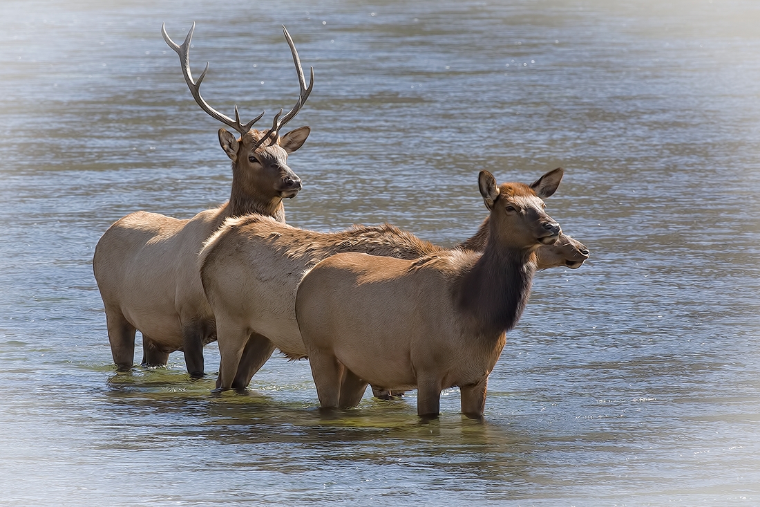 Elk (River Crossing), Hayden Valley, Yellowstone National Park, Wyoming