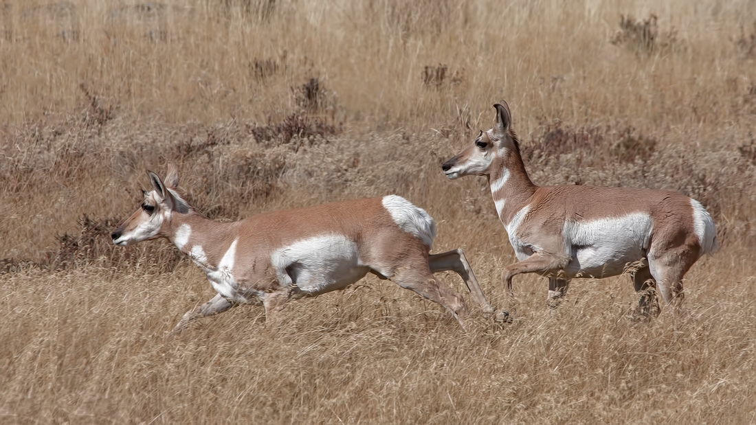 Pronghorn (Female), Lamar Valley, Yellowstone National Park, Wyoming