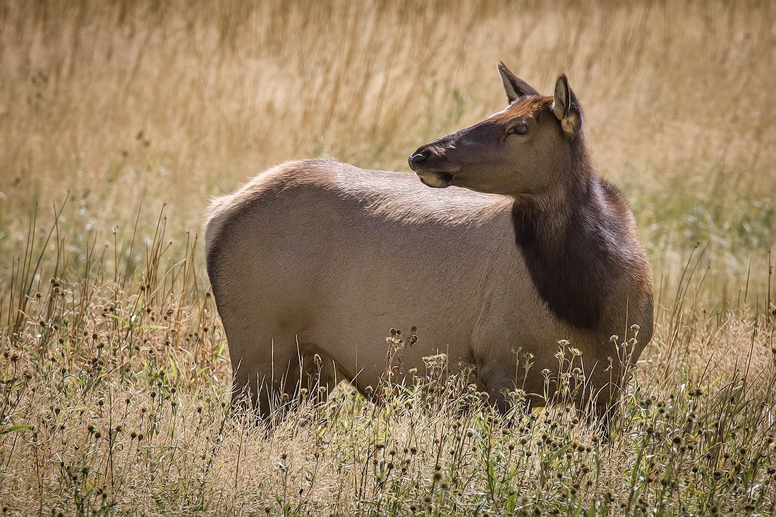 Elk (Female), Hayden Valley, Yellowstone National Park, Wyoming