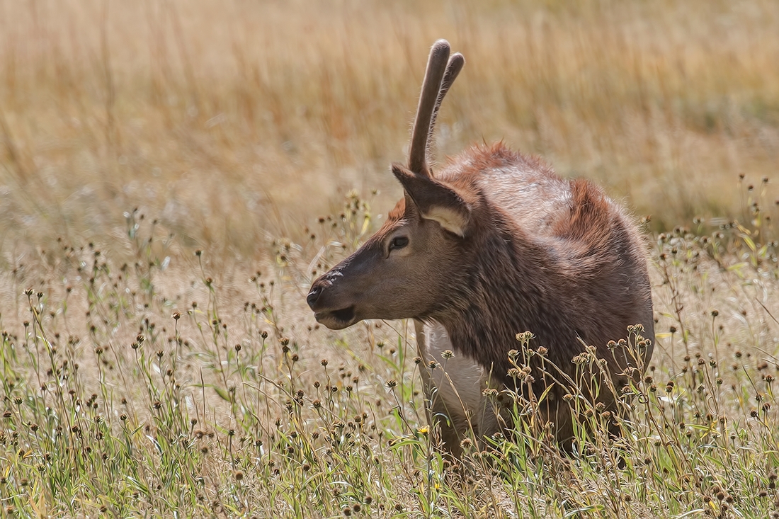 Elk (Juvenile Male), Hayden Valley, Yellowstone National Park, Wyoming