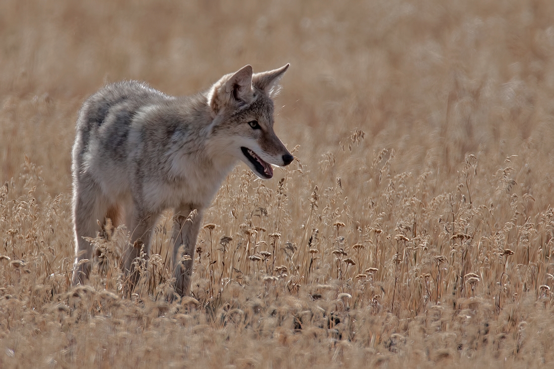 Coyote, Hayden Valley, Yellowstone National Park, Wyoming