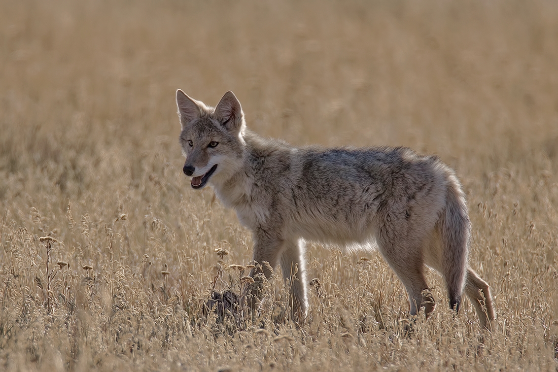 Coyote, Hayden Valley, Yellowstone National Park, Wyoming