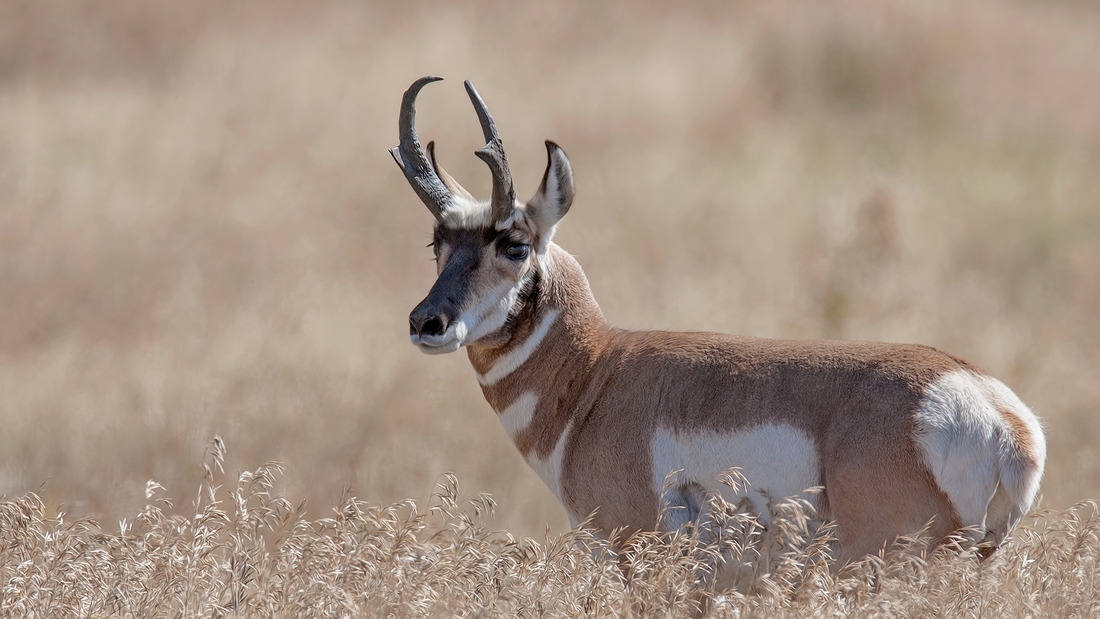 Pronghorn (Male), Lamar Valley, Yellowstone National Park, Wyoming