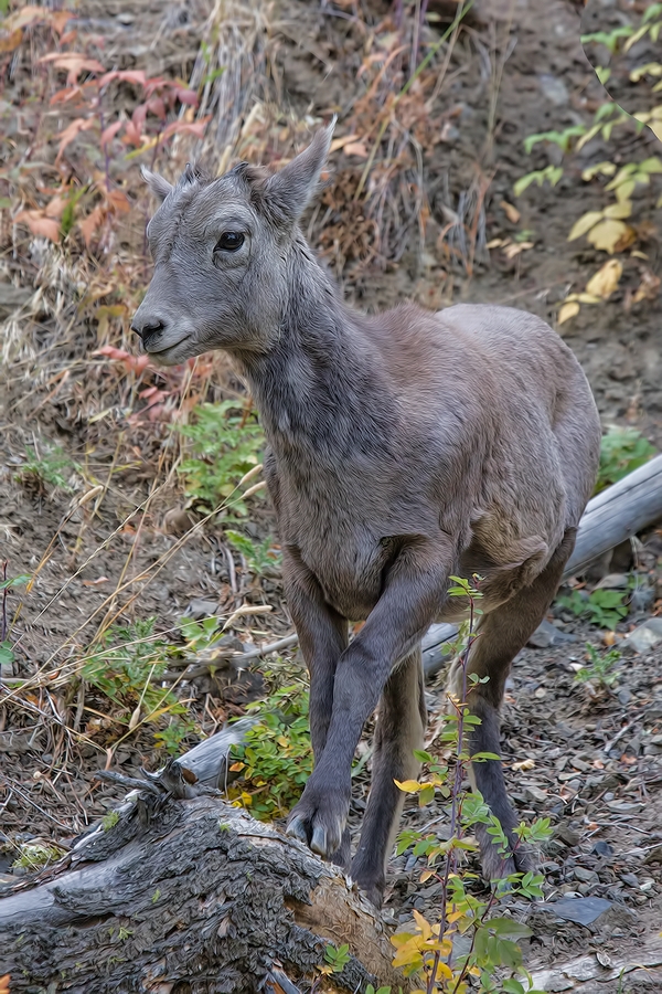 Bighorn Sheep (Juvenile Female), Tower Junction, Yellowstone National Park, Wyoming