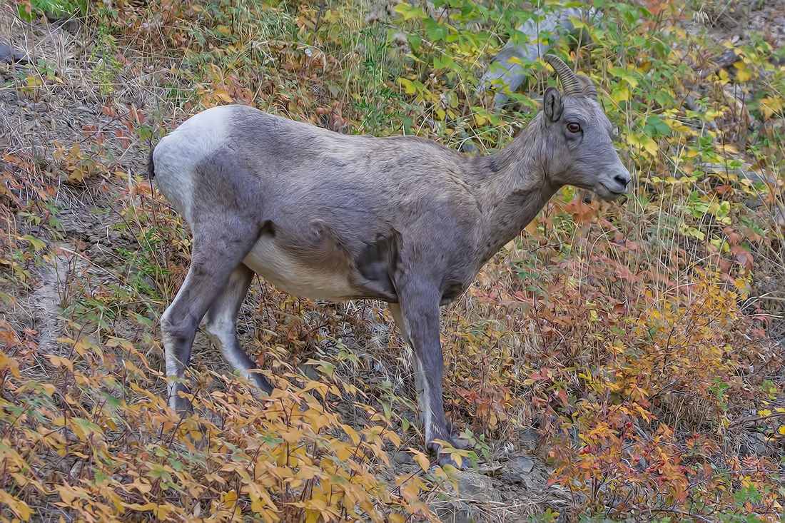 Bighorn Sheep (Female), Tower Junction, Yellowstone National Park, Wyoming