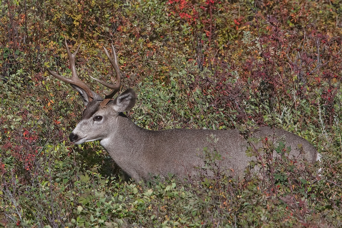 Mule Deer (Male), Red Sleep Mountain Drive, National Bison Range, Montana