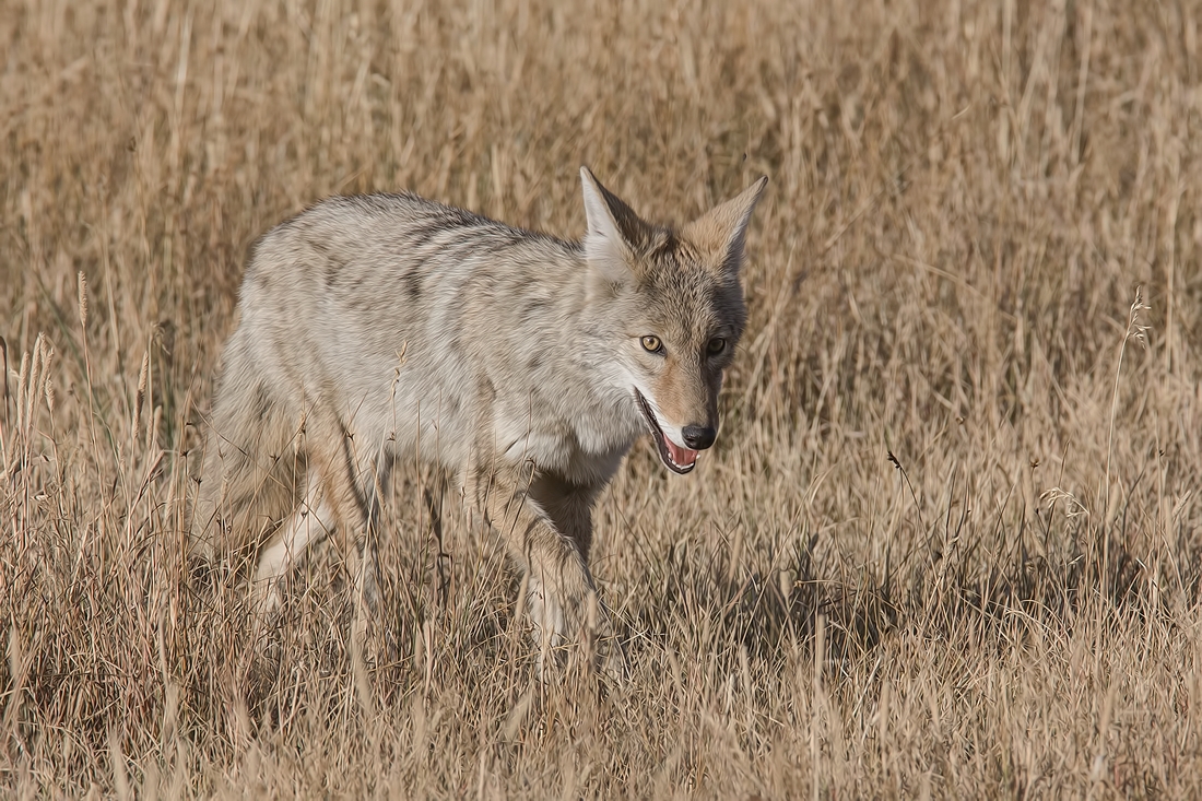 Coyote, Norris Campground, Yellowstone National Park, Wyoming