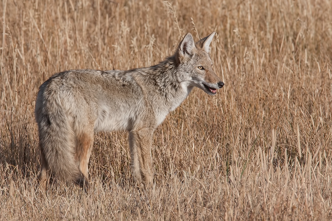 Coyote, Norris Campground, Yellowstone National Park, Wyoming