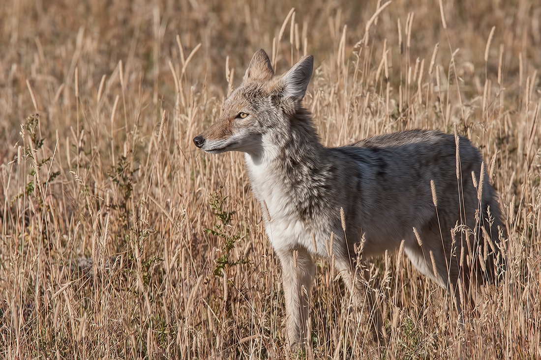 Coyote, Norris Campground, Yellowstone National Park, Wyoming