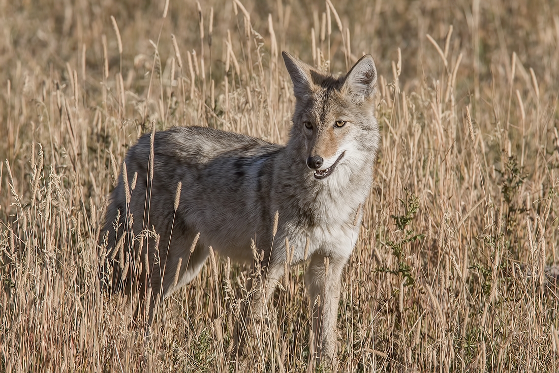 Coyote, Norris Campground, Yellowstone National Park, Wyoming