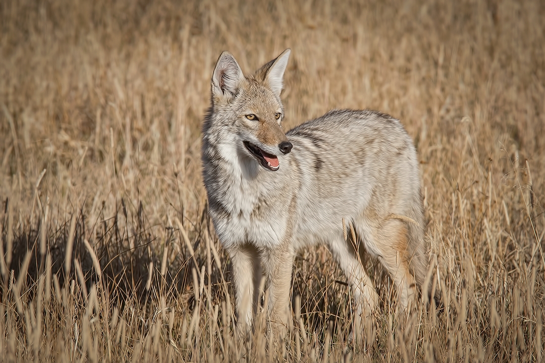 Coyote, Norris Campground, Yellowstone National Park, Wyoming