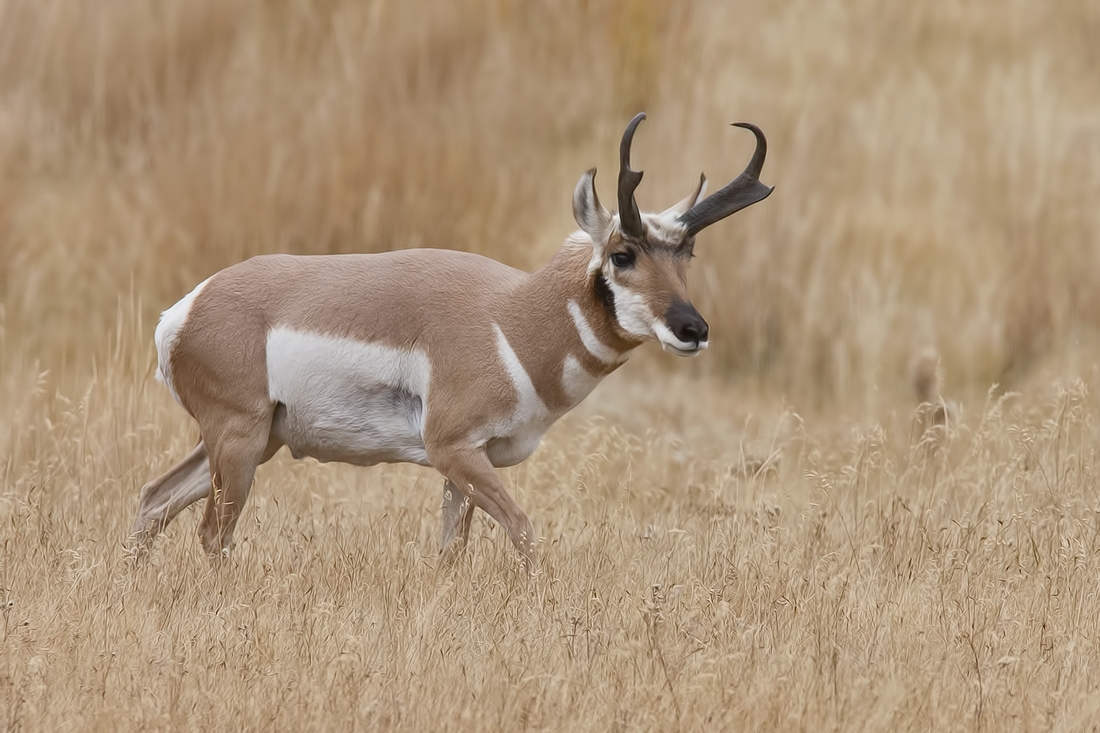 Pronghorn (Male), Lamar Valley, Yellowstone National Park, Wyoming