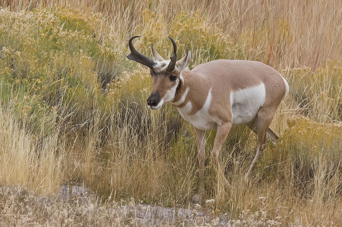 Pronghorn (Male), Lamar Valley, Yellowstone National Park, Wyoming