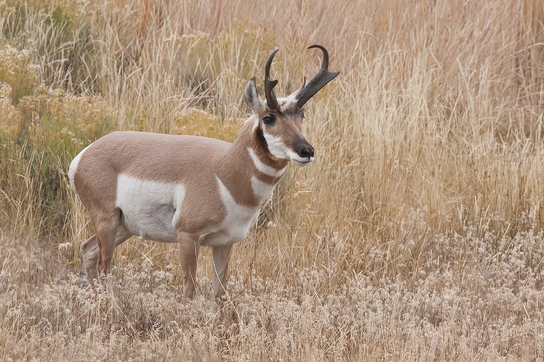 Pronghorn (Male), Lamar Valley, Yellowstone National Park, Wyoming