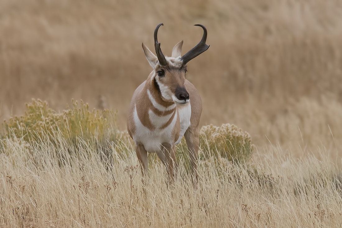 Pronghorn (Male), Lamar Valley, Yellowstone National Park, Wyoming