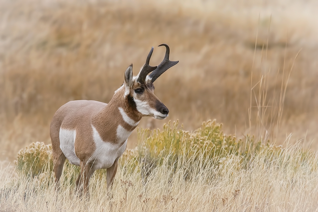 Pronghorn (Male), Lamar Valley, Yellowstone National Park, Wyoming