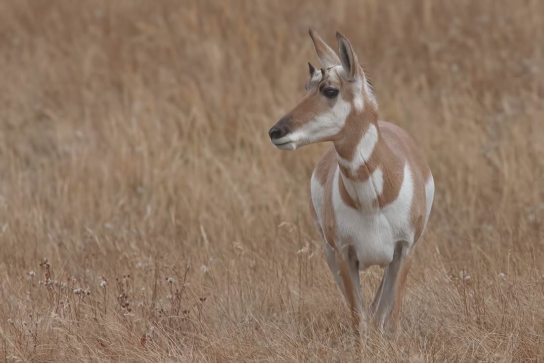 Pronghorn (Female), Lamar Valley, Yellowstone National Park, Wyoming