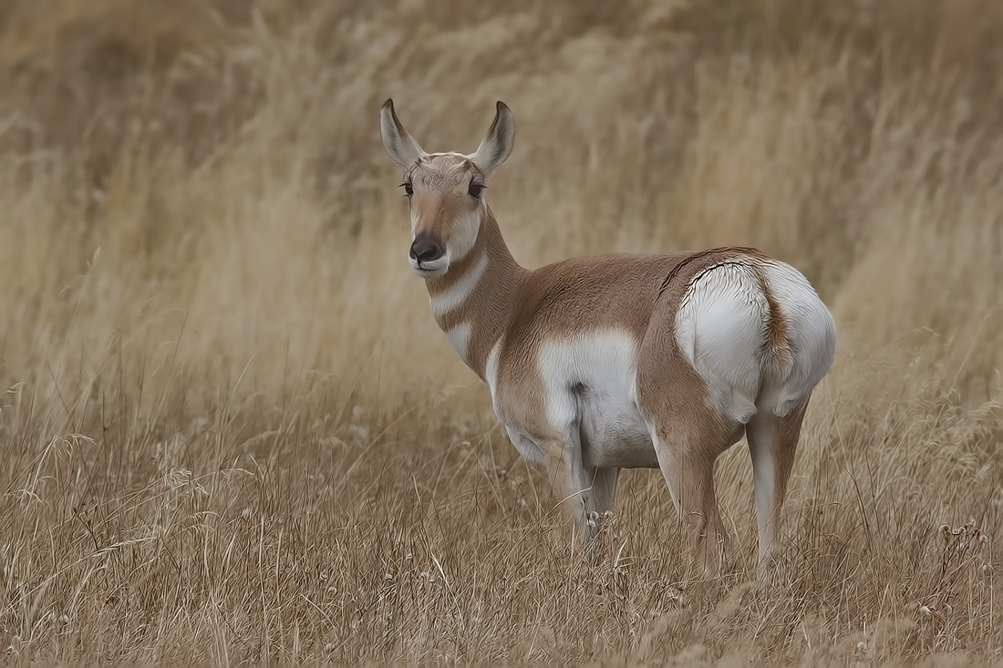 Pronghorn (Female), Lamar Valley, Yellowstone National Park, Wyoming