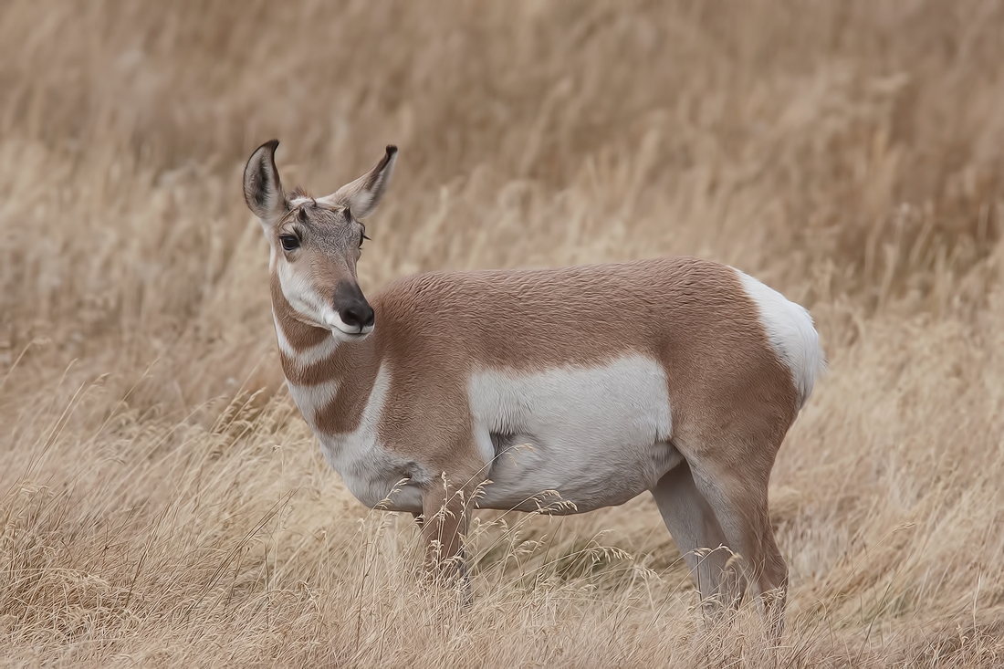 Pronghorn (Female), Lamar Valley, Yellowstone National Park, Wyoming