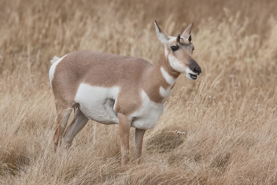 Pronghorn (Female), Lamar Valley, Yellowstone National Park, Wyoming