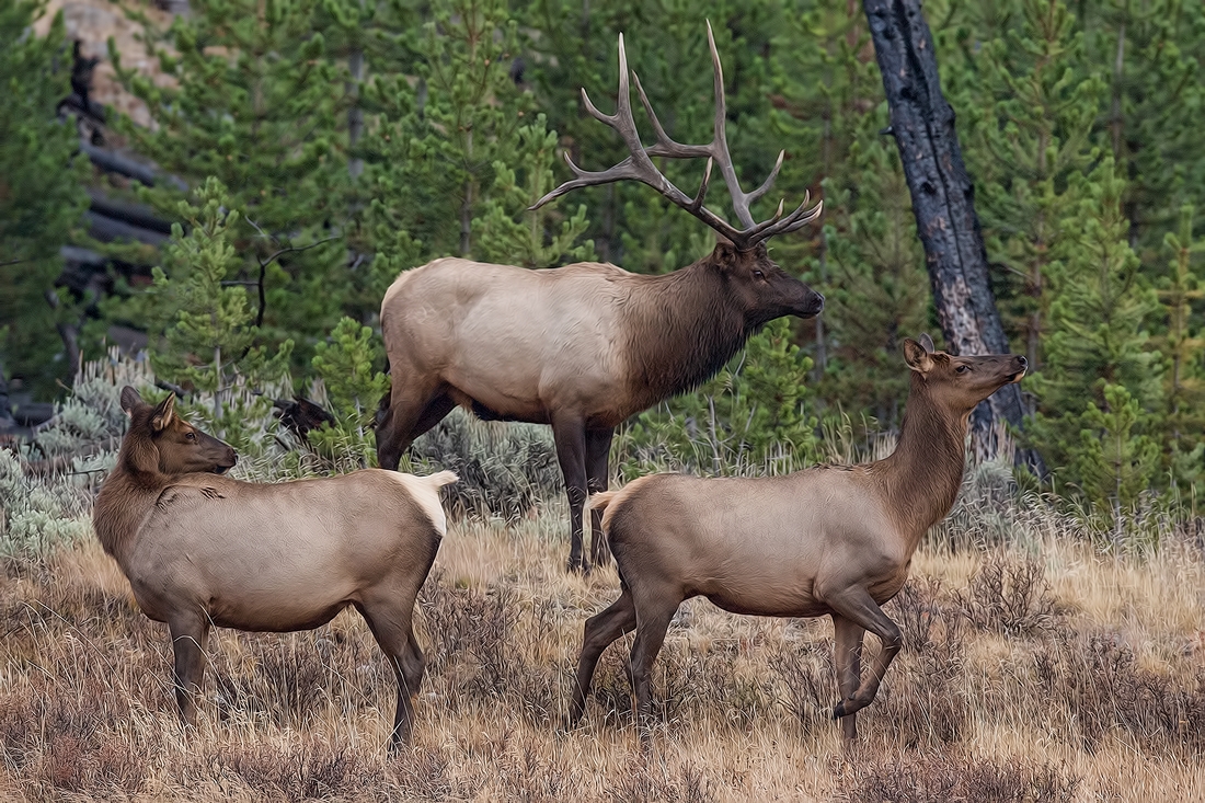 Elk, Near Willow Park, Yellowstone National Park, Wyoming