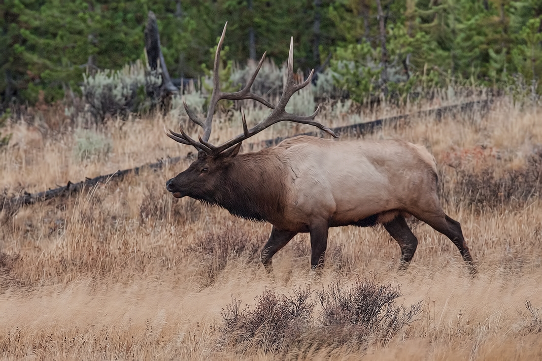 Elk, Near Willow Park, Yellowstone National Park, Wyoming