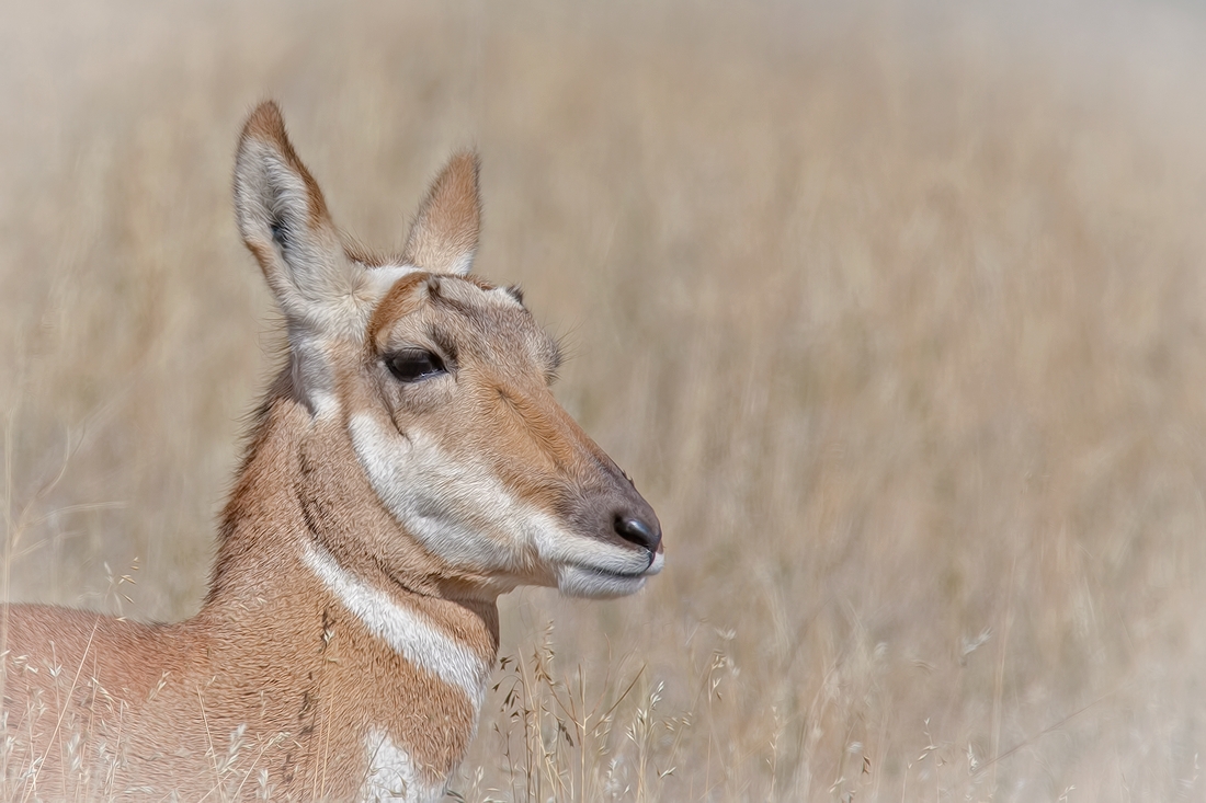 Pronghorn, Red Sleep Mountain Drive, National Bison Range, Montana