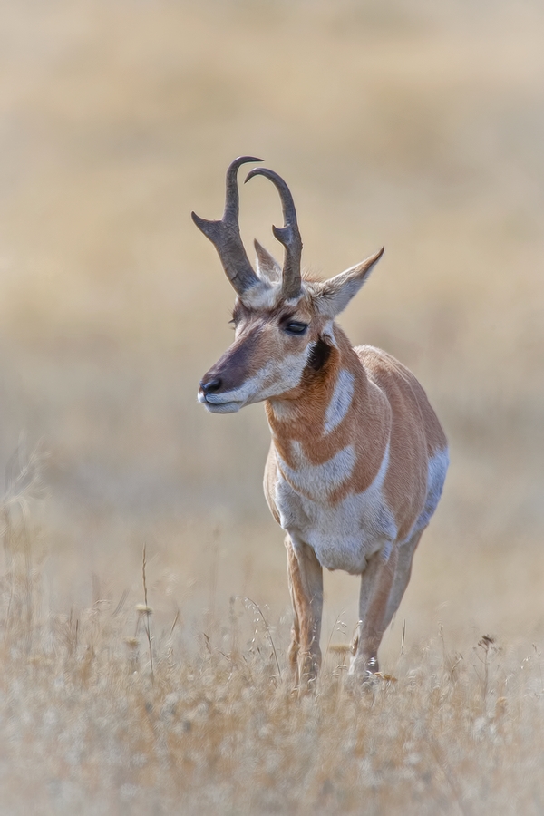 Pronghorn, Red Sleep Mountain Drive, National Bison Range, Montana