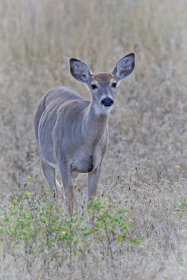 Mule Deer (Female), Red Sleep Mountain Drive, National Bison Range, Montana