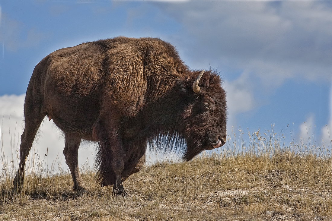 Plains Bison (Female), Red Sleep Mountain Drive, National Bison Range, Montana