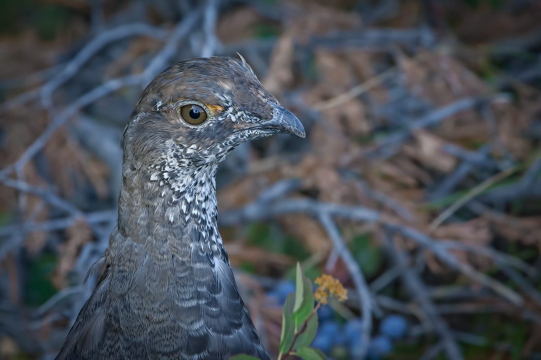 Blue Grouse, Signal Mountain, Grand Teton National Park, Wyoming