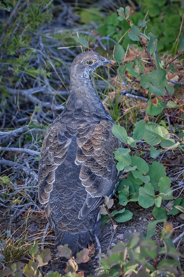 Blue Grouse, Signal Mountain, Grand Teton National Park, Wyoming