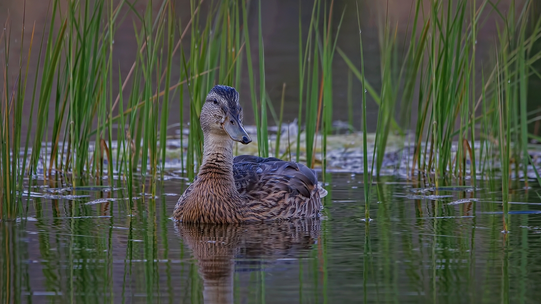 Mallard (Female), Schwabacher Pond, Grand Teton National Park, Wyoming