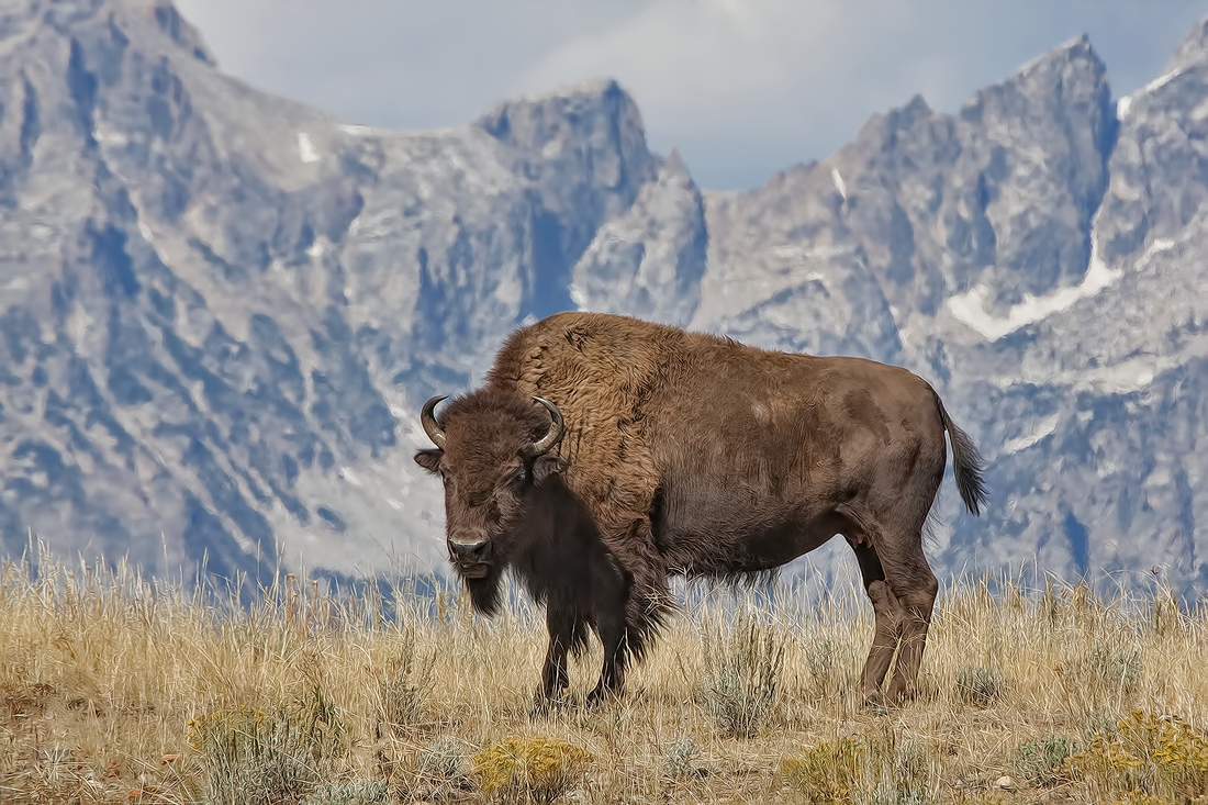 Plains Bison, Gros Ventre Road, Grand Teton National Park, Wyoming