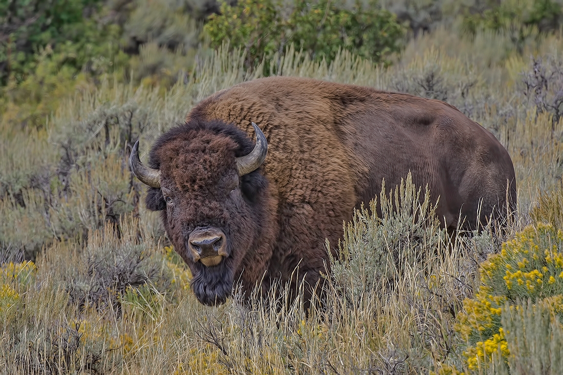 Plains Bison (Male), Gros Ventre Road, Grand Teton National Park, Wyoming